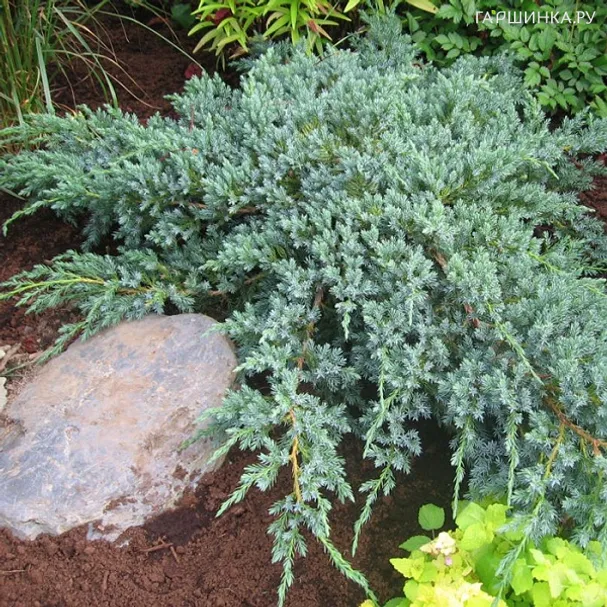 Можжевельник чешуйчатый Блю Карпет