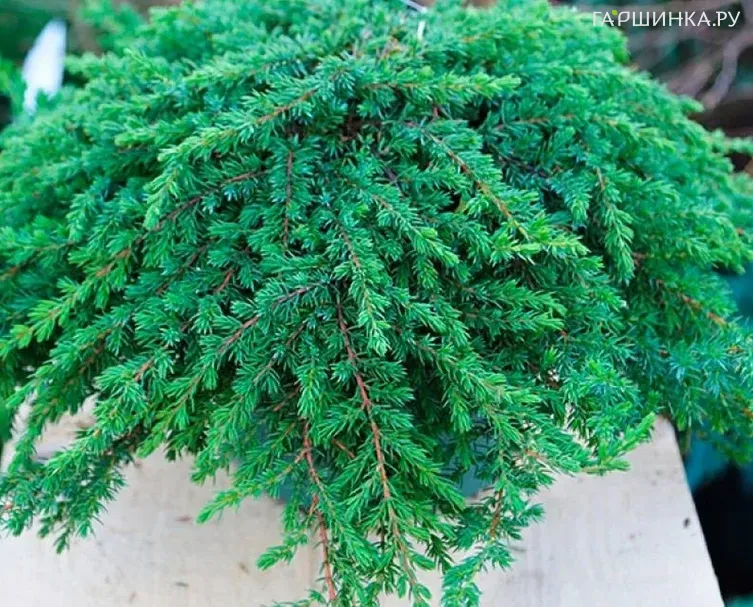 Можжевельник Гринмантл обыкновенный