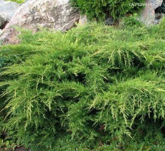 Можжевельник Пфитцера Вильгельм Пфитцер