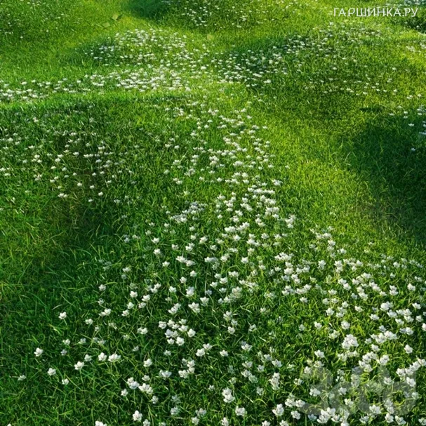 Мшанка шиловидная