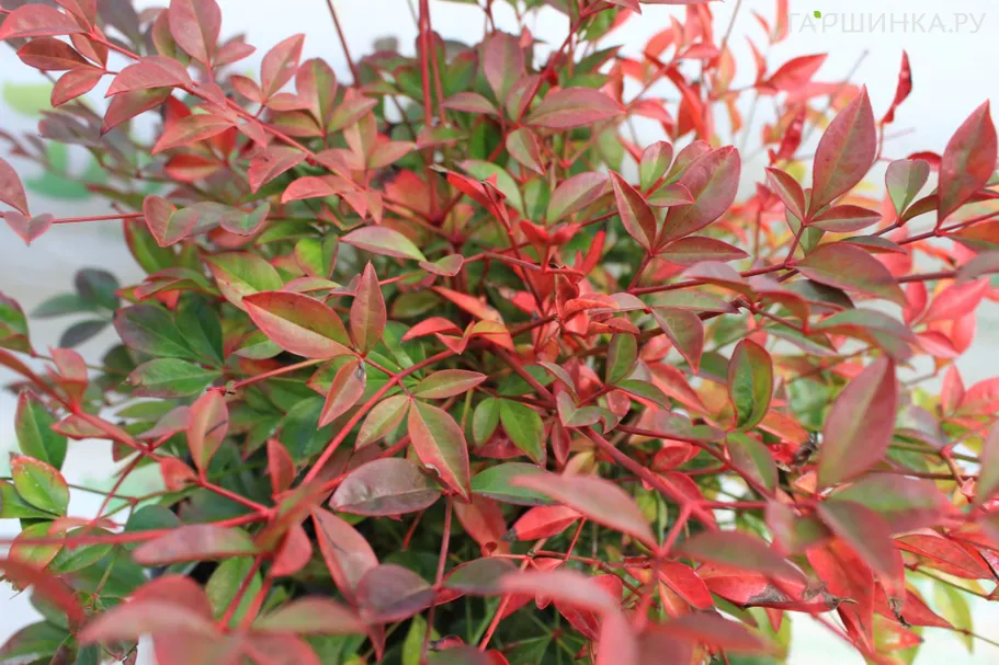 Нандина домашняя Обсессед