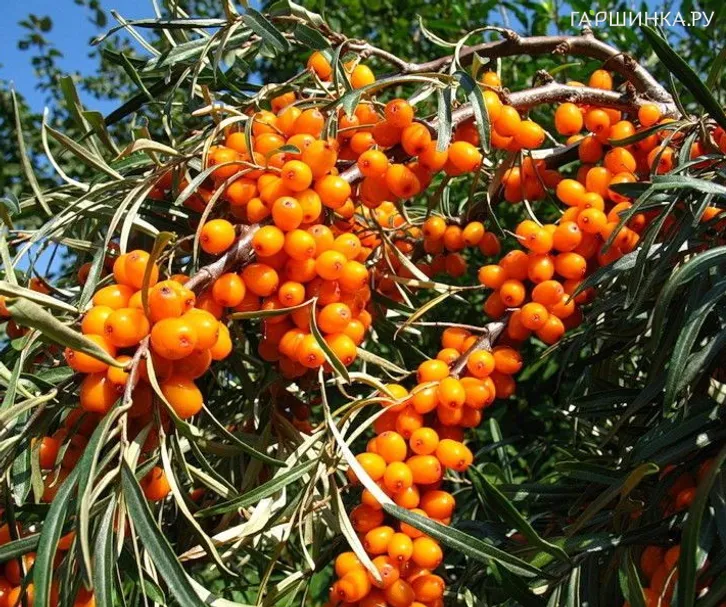 Облепиха Московская поздняя