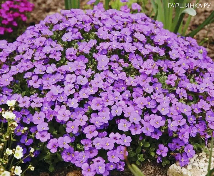 Обриета Блю Шейдес