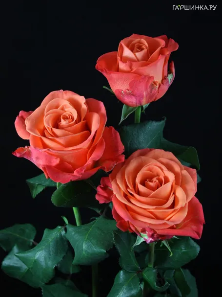 Роза Оранж Краш