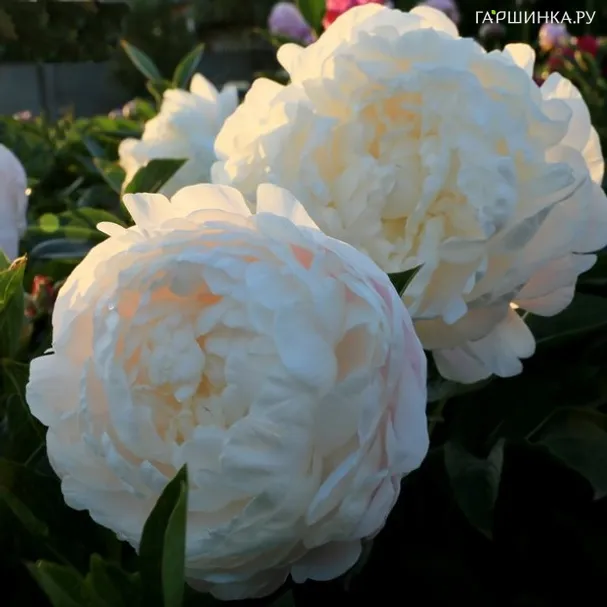 Пион Лилиан Вайлд молочноцветковый