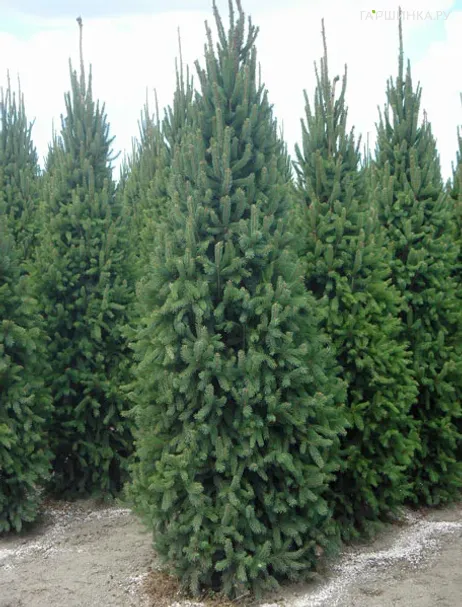 Пихта белая Фастигиата