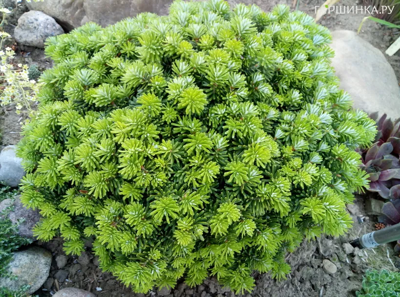 Пихта корейская Бриллиант