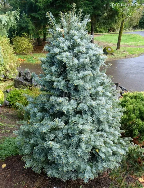 Пихта одноцветная Арчерс Дварф