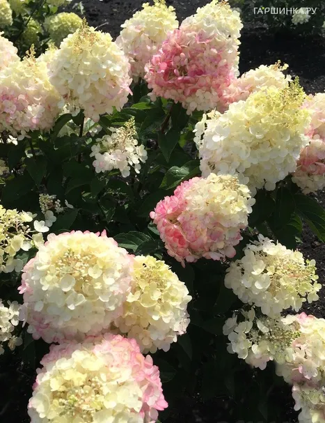 Гортензия Пинки Промис (Розовое обещание) метельчатая