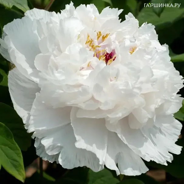 Пион Ароматный Нефрит древовидный белый