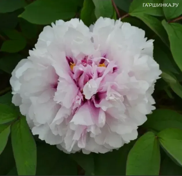 Пион Цветок персика, покрытый снегом древовидный розовый