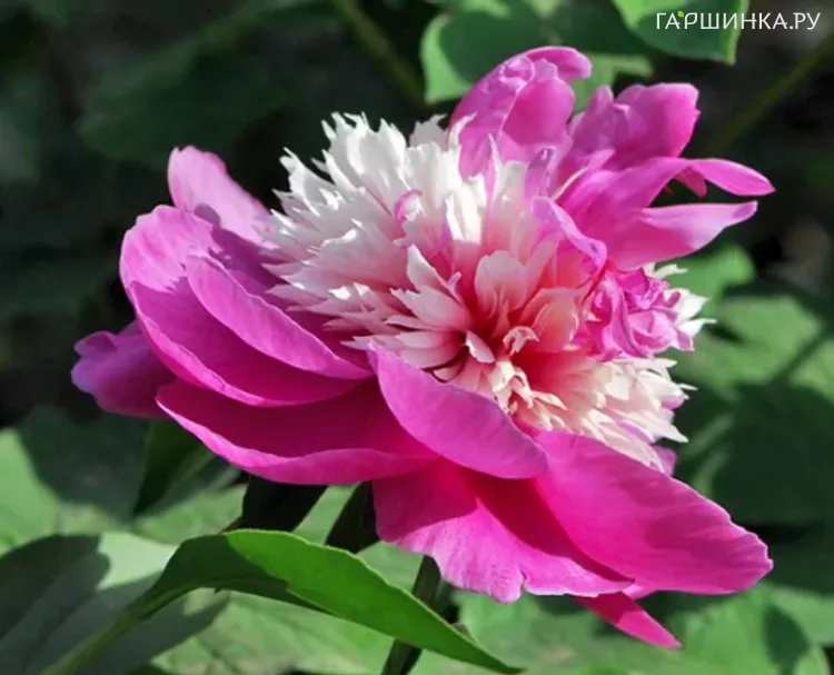 Пион Капля Росы