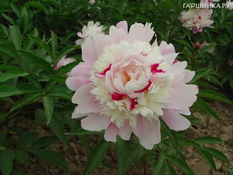 Пион Очарование Восхода многоцветный