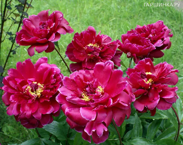 Пион Питер Бренд