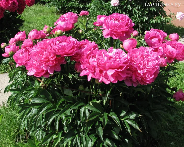 Пион Принцесс Маргарет