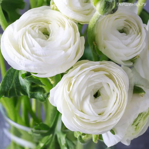Ранункулюс Вайт 10шт.