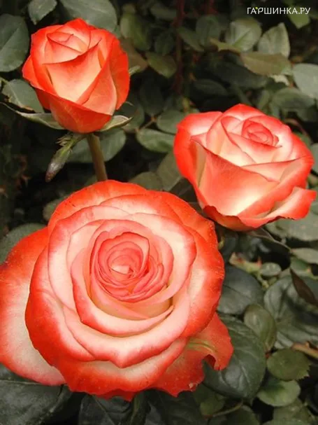 Роза Фарфалла