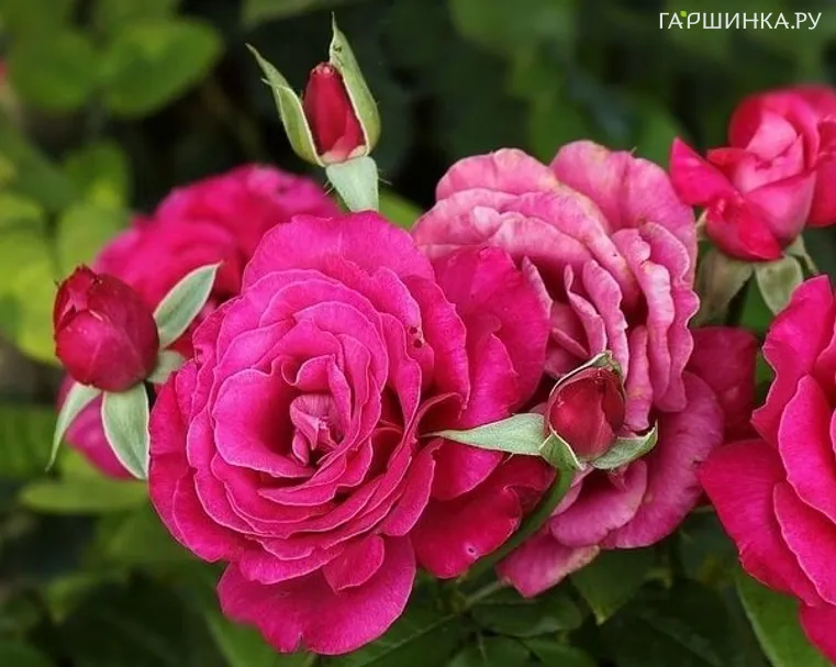 Роза Барон Эдмонд Де Ротшилд чайно-гибридная