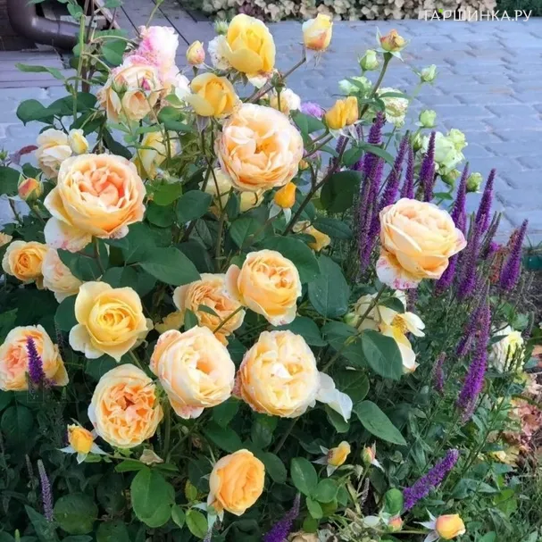 Роза Канделайт