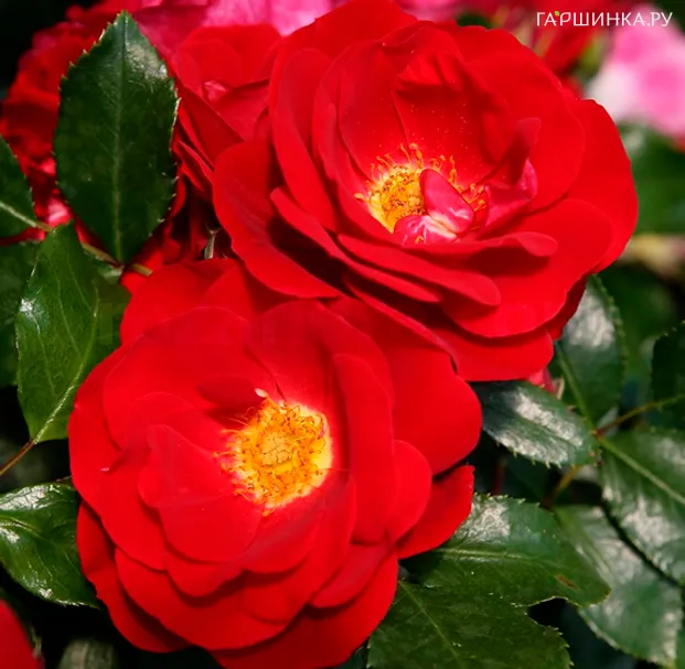 Роза Карачо почвопокровная, Топалович (лиц)