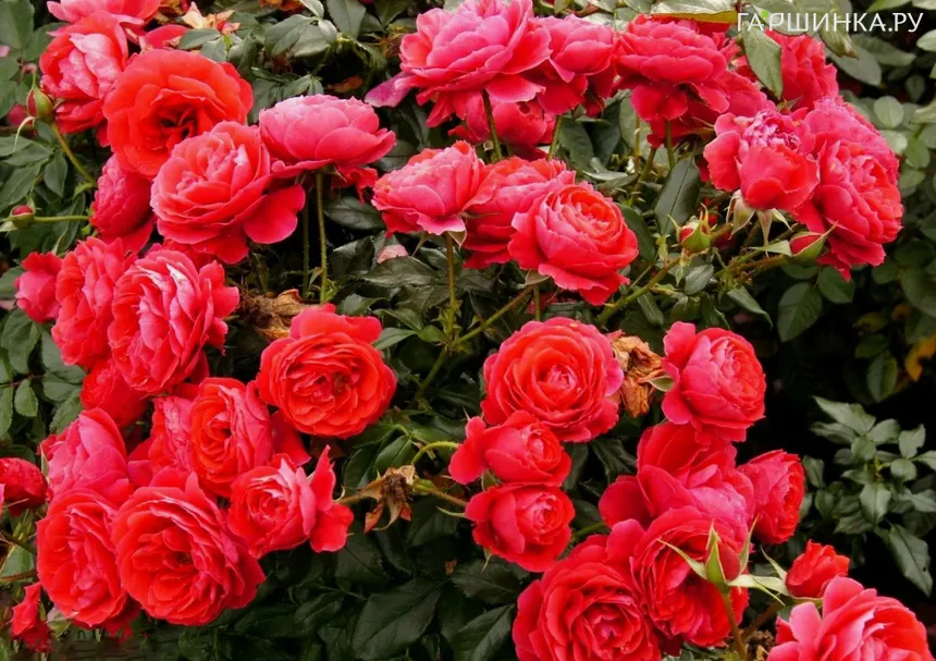 Роза Черри Хеопс