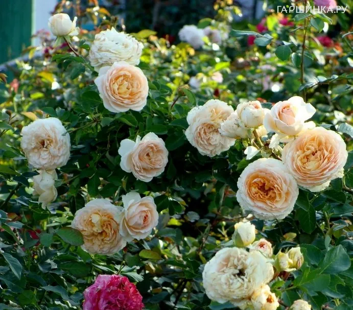 Роза Дени Хан