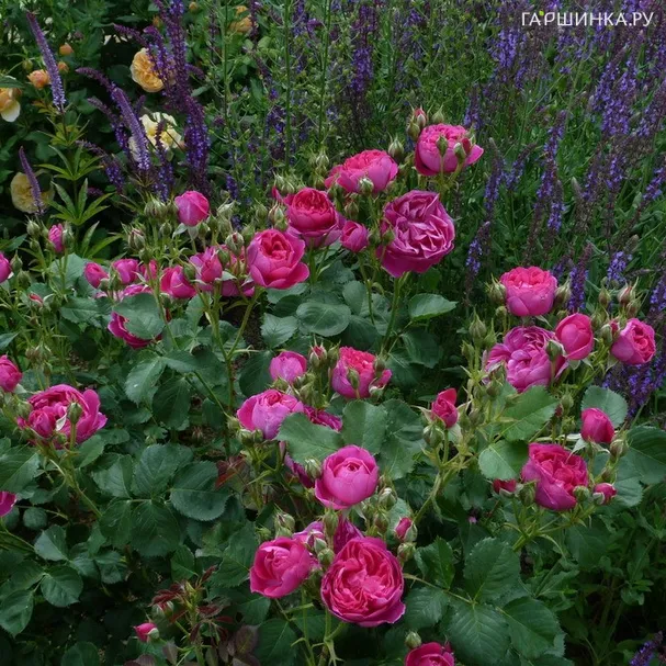 Роза Император Карл 4