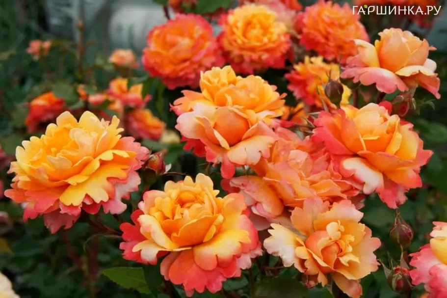 Роза Френези