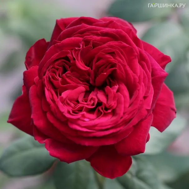 Роза Госпел чайно-гибридная, Тантау (лиц)