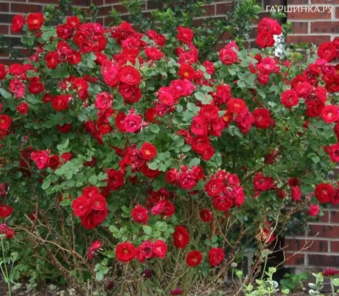 Роза Шамплейн канадская парковая (лиц)