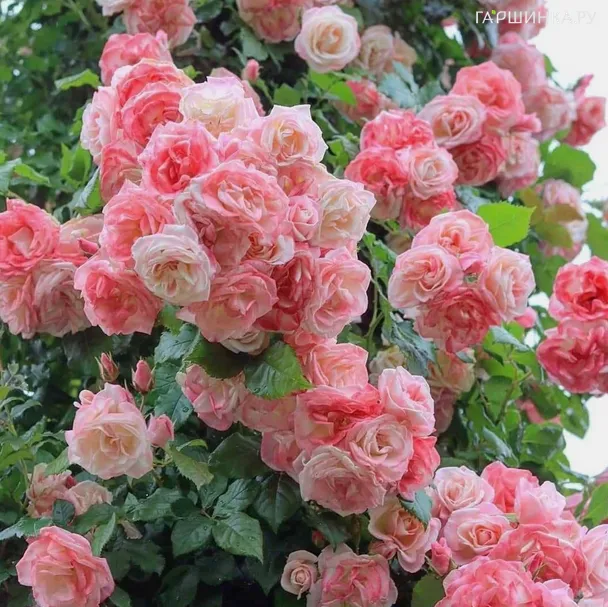 Роза Амаретто флорибунда, Топалович (лиц)