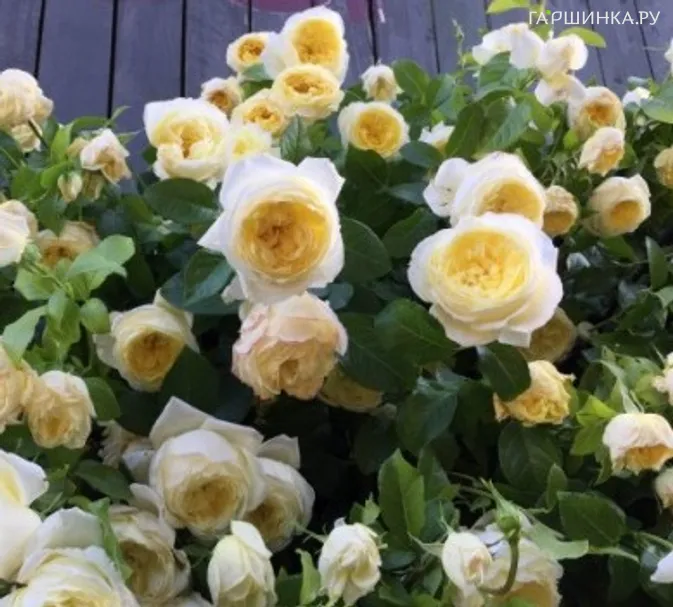 Роза Амнести Интернешнл, Дельбар (лиц)