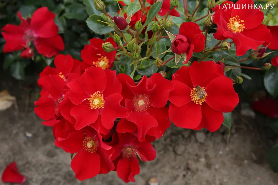 Роза Апачи почвопокровная, Топалович (лиц)