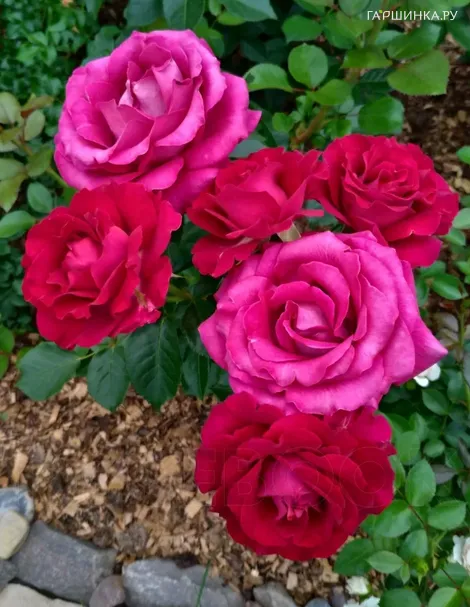 Роза Белль Рив, Мейян (лиц)