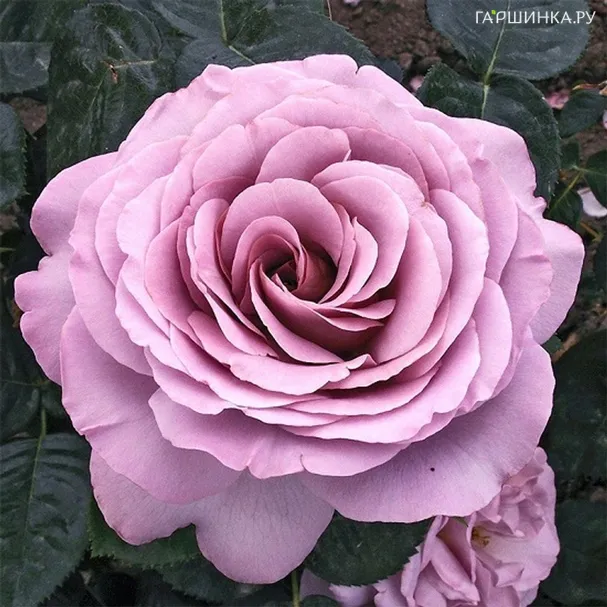 Роза Блю Герл