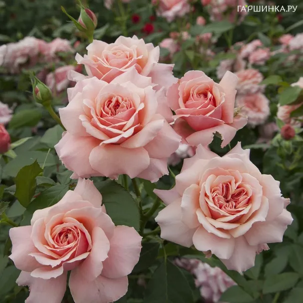 Роза Боттичелли, Мейян (лиц)