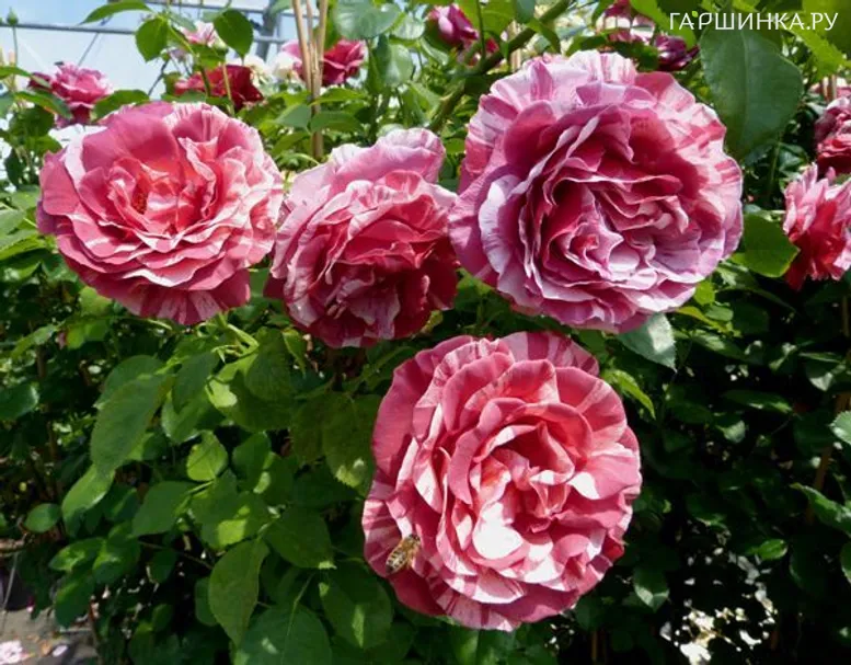 Роза Брауни чайно-гибридная, Топалович (лиц)