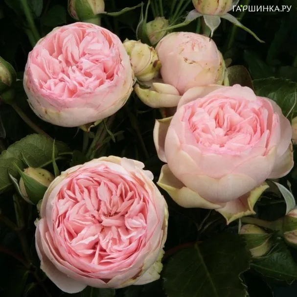 Роза Брайдал Пиано