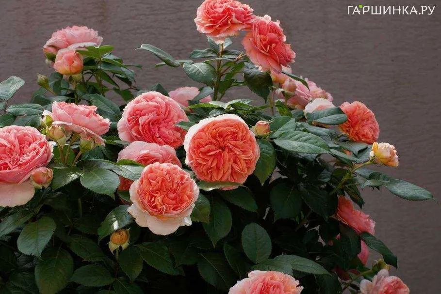 Роза Чипендейл, Тантау (лиц)