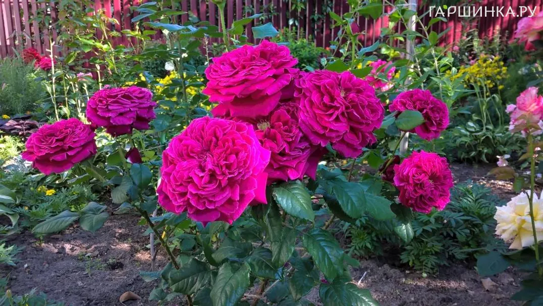 Роза Фишерман Френд