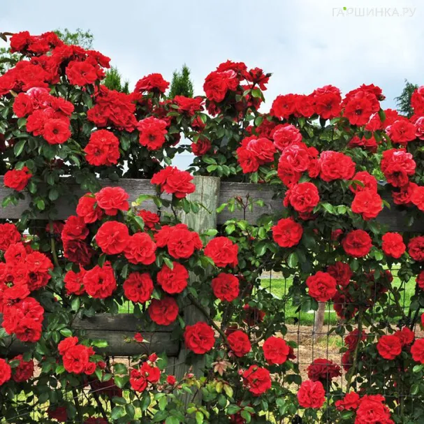 Роза Флорентина, Топалович (лиц)