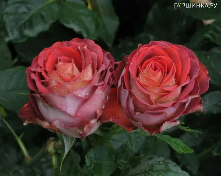 Роза Гиннес