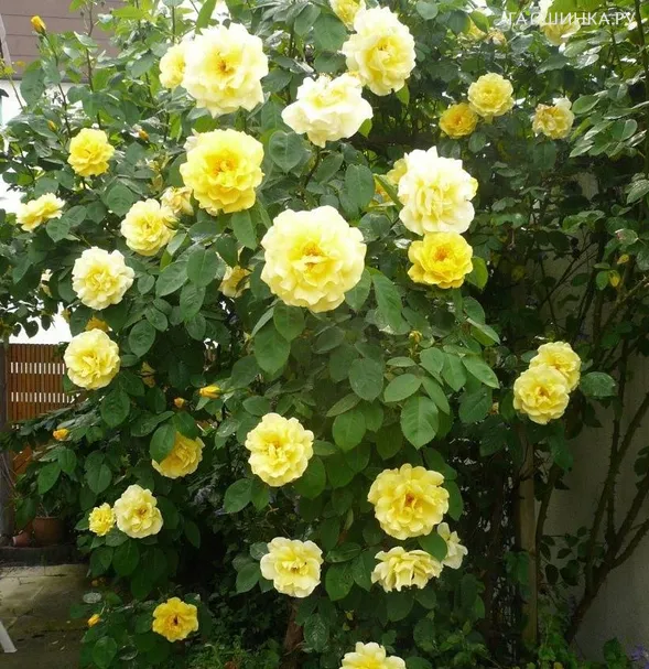 Роза Голден Шауэрс, Викс (лиц)