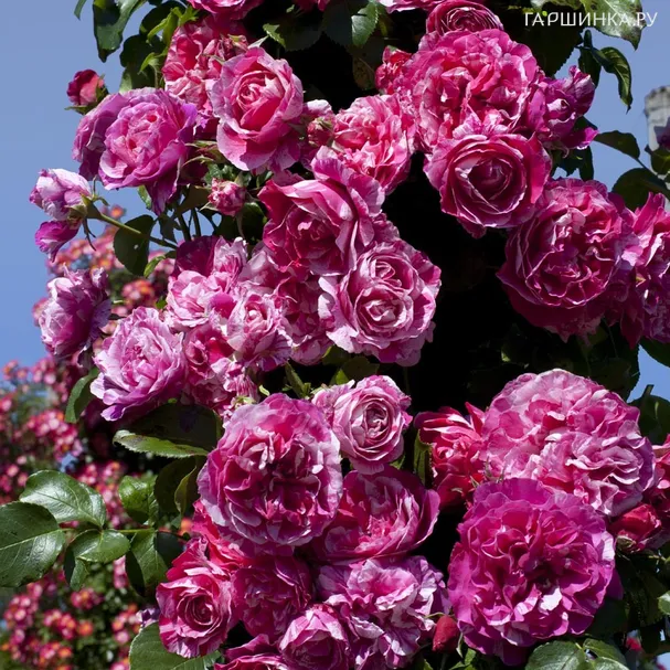 Роза Инес Састр плетистая, Топалович (лиц)