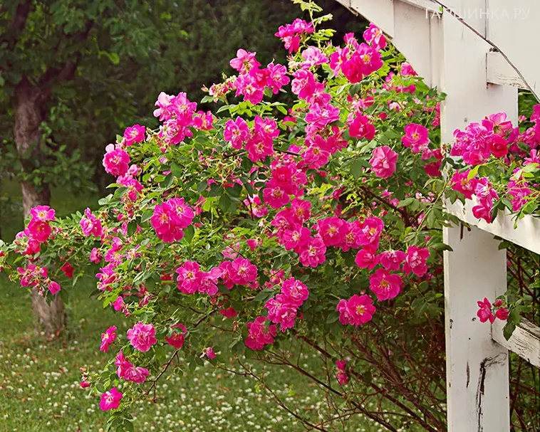 Роза Капитан Самуэль Холланд канадская парковая (лиц)