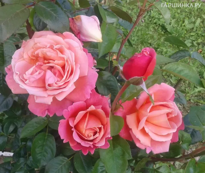 Роза Карина, Мейян (лиц)