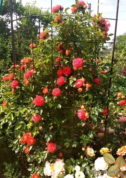 Роза Кармен плетистая, Топалович (лиц)