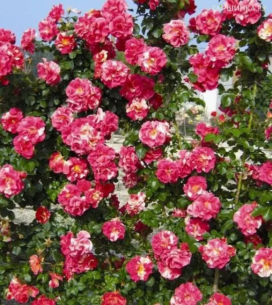 Роза Кэнди Лэнд плетистая, Викс (лиц)