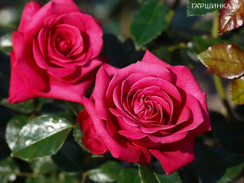 Роза Хот Эксплорер