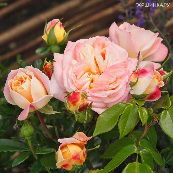 Роза Конкорд, Кордес (лиц)